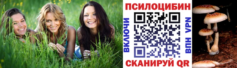 darknet как зайти  Георгиевск  Псилоцибиновые грибы GOLDEN TEACHER 
